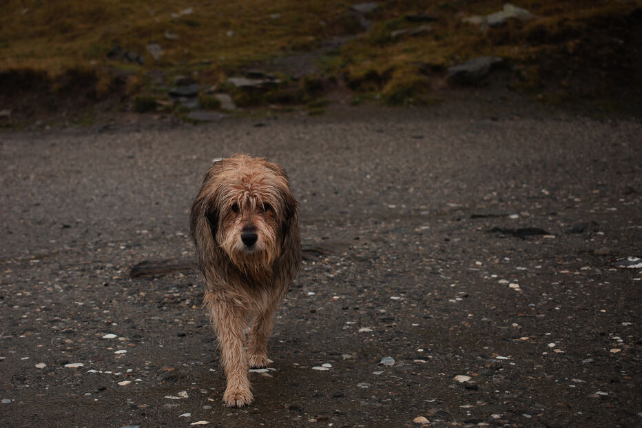 SOS Animal e ANIMAL exigem reunião urgente ao Governo para proteção de animais em catástrofes