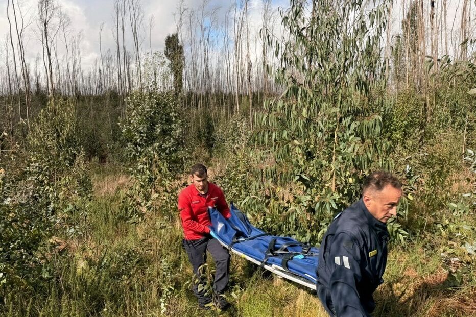 Homem ferido em acidente com motosserra em Albergaria-a-Velha