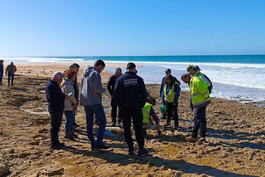 Descobertos fósseis a norte da praia da Galé em Grândola