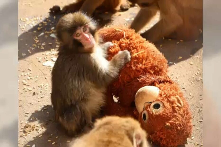 Macaco bebé apega-se a peluche após ser abandonado pela mãe