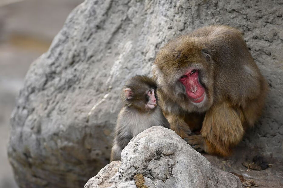 Finalmente! O pequeno Punch recebeu o seu primeiro abraço