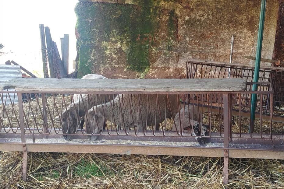 Ovelhas comem em Vidigueira após furto em exploração