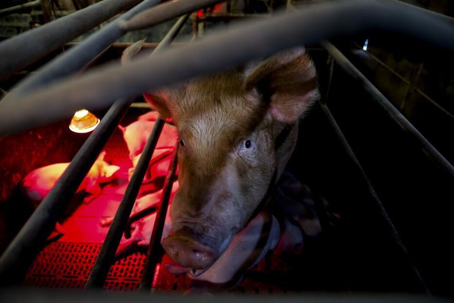 Uma porca alimenta leitões recém nascidos na pecuária Suinovalor que já perdeu mais de 200 leitões devido à falta de energia elétrica da rede provocada pela passagem da tempestade Kristin