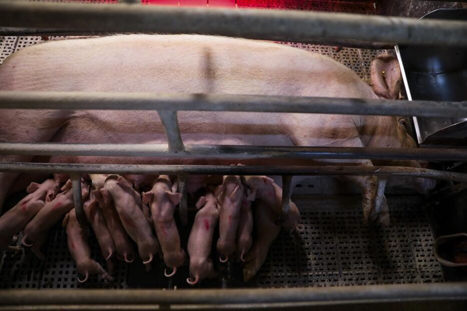 Porca alimenta leitões recém nascidos na pecuária Suinovalor que já perdeu mais de 200 leitões devido à falta de energia elétrica da rede provocada pela passagem da tempestade Kristin