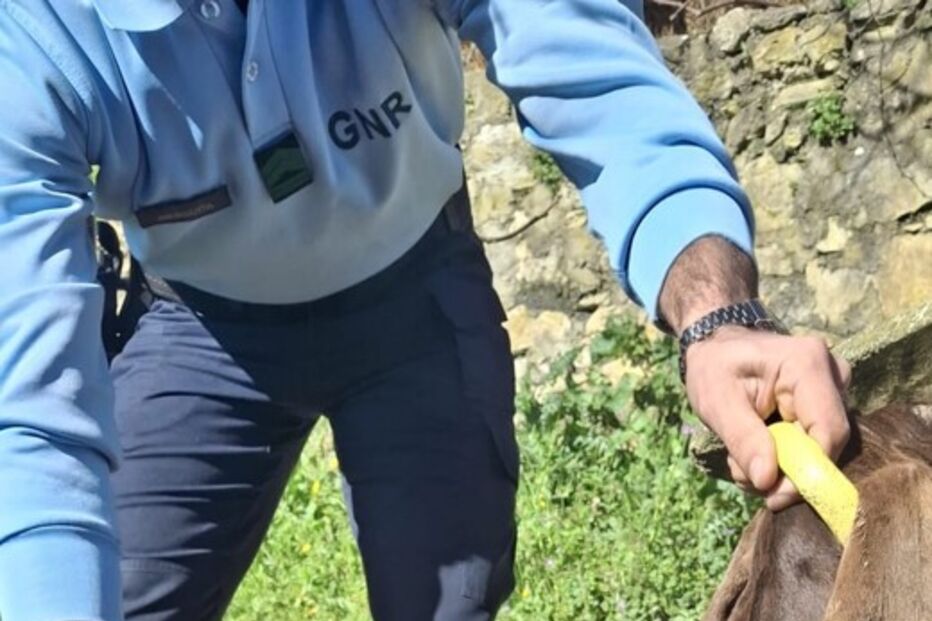 A GNR resgata cão em estado de subnutrição