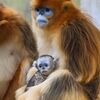 <![CDATA[ Nova espécie de macaco africano descoberta na floresta tropical do Congo ]]>