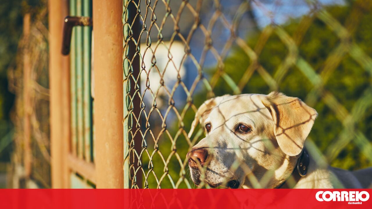 Scam alert! Criminals use the name of the Benavente CRO to extort pet owners