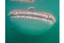 James Hetfield e Adriana Gillett