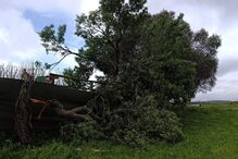 Árvore caída sobre estrutura após condições climáticas adversas
