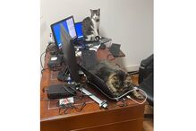 Gato do Chega é sensação nas redes sociais