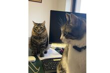 Gato do Chega faz sucesso nas redes sociais