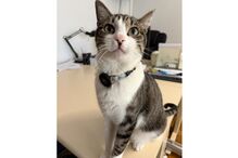 Gato do Chega conquista redes sociais com milhares de seguidores.
