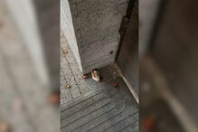 Estudantes em Ponta Delgada denunciam baratas e banhos de água fria em residência universitária