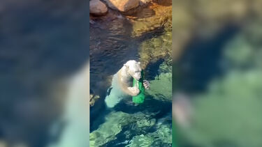 Urso-polar celebra Dia Internacional com mergulhos e muita brincadeira  