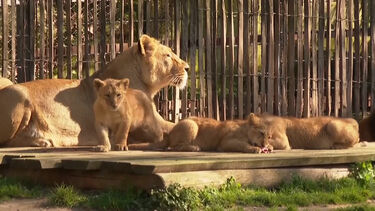 Alerta fofura: nasceram três leões num zoológico alemão