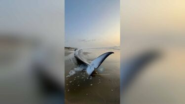 Baleia com mais de 15 metros de comprimento dá à costa em areal de praia em Ovar 