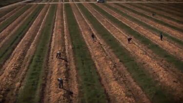 Mudaram os chefes, não mudou o esquema: imigrantes continuam a ser explorados em Beja