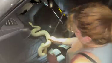 Bombeiros ajudam a retirar cobra de estimação presa em tablier de carro nos EUA