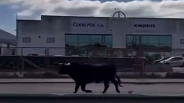 Imagens mostram touro à solta em Benavente