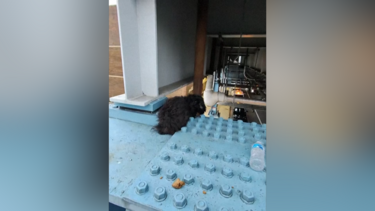 Cão resgatado de plataforma elevada de comboio em Filadélfia nos EUA 