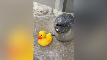 Foca conquista internet com interações adoráveis com um pato de borracha nos EUA 