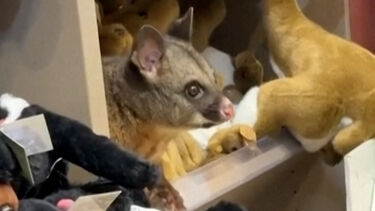 Gambá encontrado no meio de peluches em loja de aeroporto na Austrália