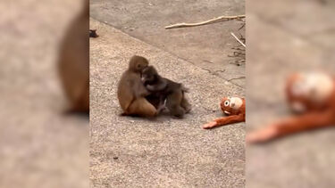 Depois do peluche, o famoso macaco Punch tem agora uma amiga