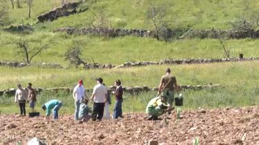 Alunos e comunidade juntaram-se para reflorestar a serra em Nisa 