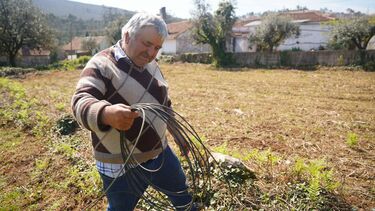 Porto de Mós ainda sofre com efeitos das tempestades. Cabos caídos nas terras estorvam agricultores