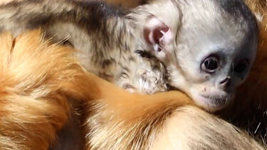 Cria de macaco-dourado nos braços da mãe: nasceu pela primeira vez fora do seu continente de origem, a Ásia