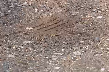 PJ investiga ossadas humanas encontradas em Braga