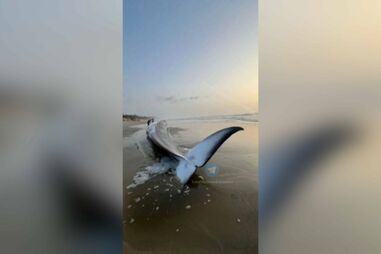 Baleia com mais de 15 metros de comprimento dá à costa em areal de praia em Ovar 