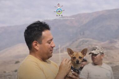 Milagre nos Andes! Chihuahua é o único sobrevivente de queda de helicóptero que vitimou 15 pessoas no Peru