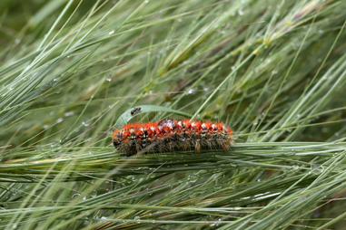Alerta Lagarta do Pinheiro. Conheça a "bomba biológica" que ameaça cães e gatos