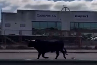 Imagens mostram touro à solta em Benavente