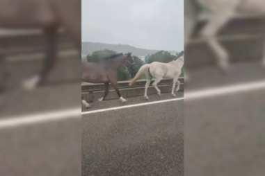 Três cavalos à solta lançam o pânico junto ao Túnel do Grilo
