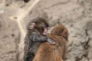 Depois da rejeição, veio o amor. O macaco Punch arranjou uma 'namorada'