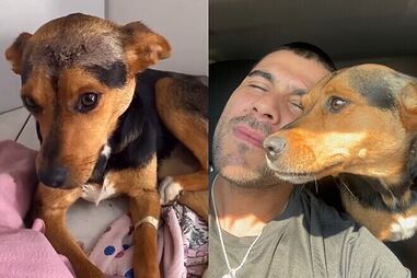 Como um pequeno gesto pode mudar vidas. Conheça a história da cadela Vitória