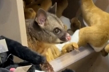 Gambá encontrado no meio de peluches em loja de aeroporto na Austrália
