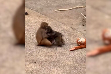 Depois do peluche, o famoso macaco Punch tem agora uma amiga