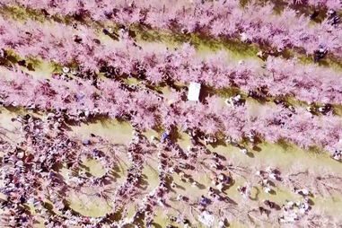 Já viu um “mar cor-de-rosa” sobre campos agrícolas? Na Grécia existe um cenário assim