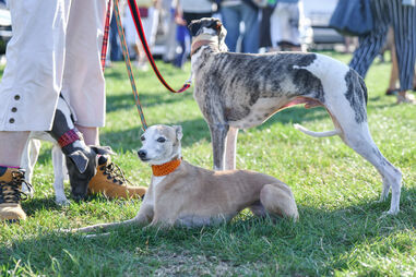 Uma vitória para os animais! País de Gales avança para proibição das corridas de galgos