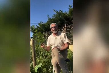 Serão as urtigas um viagra natural? Nuno Homem de Sá diz que sim e exemplifica como usar