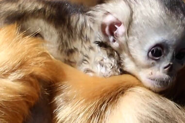 Cria de macaco-dourado nos braços da mãe: nasceu pela primeira vez fora do seu continente de origem, a Ásia