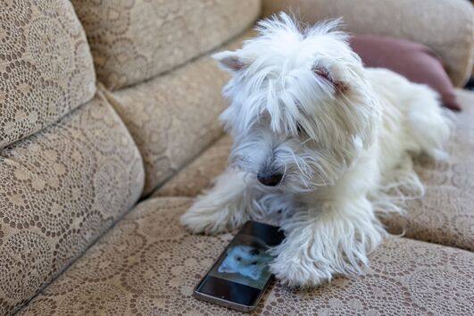 Um smartphone para animais? Novo dispositivo permite que cães e gatos "telefonem" aos donos quando precisam de atenção