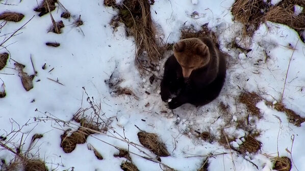 Drone usado para procurar homem desaparecido em floresta ‘apanha’ urso acabado de acordar da hibernação