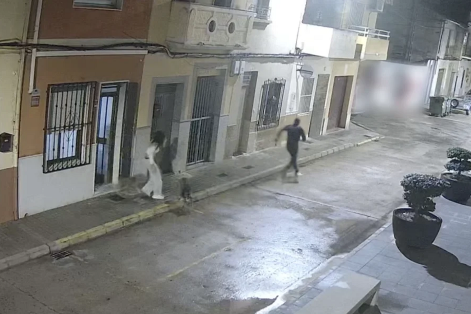 Espanha: Cão evita tentativa de rapto da tutora e torna-se um herói