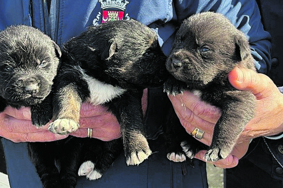 GNR resgata cinco cães maltratados