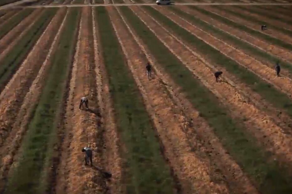 Mudaram os chefes, não mudou o esquema: imigrantes continuam a ser explorados em Beja