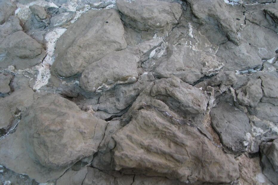 Fósseis de pterossauros descobertos no sítio de El Pozo, Espanha, pela equipa da Fundação Paleontológica Teruel-Dinópolis